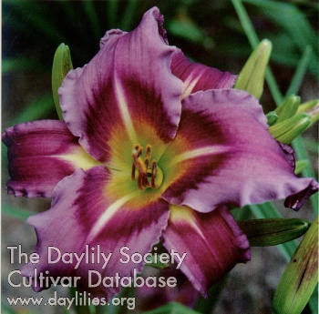 Daylily Royal Kaleidoscope